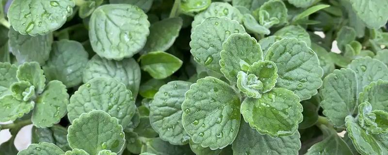 猫薄荷是什么植物，属多年生直立草本植物