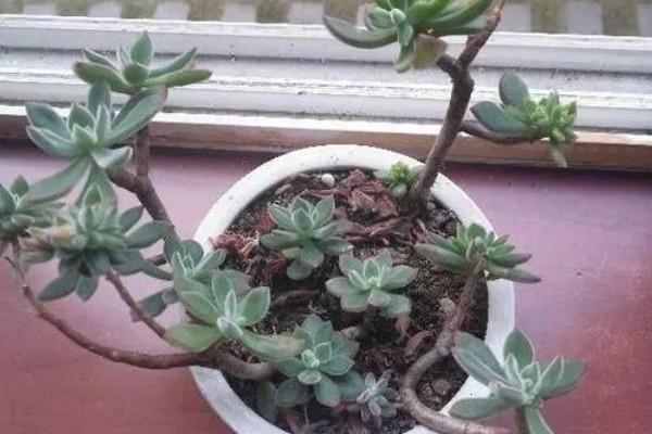 锦晃星怎么修剪，在生长期给其修剪