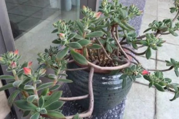 锦晃星怎么修剪，在生长期给其修剪