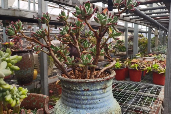 锦晃星怎么修剪，在生长期给其修剪