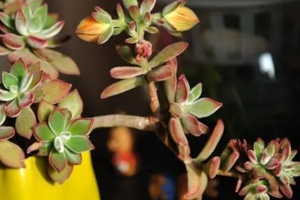 锦晃星怎么修剪，在生长期给其修剪