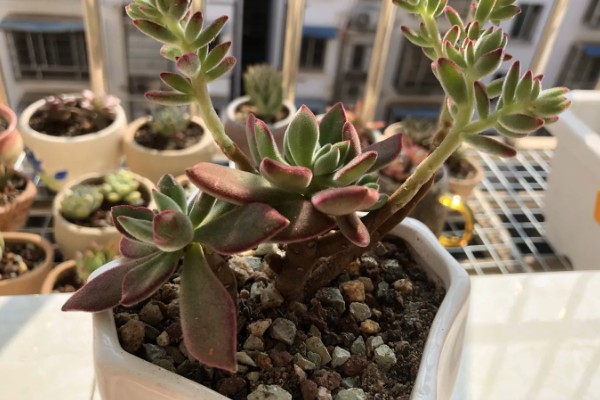 锦晃星怎么修剪，在生长期给其修剪