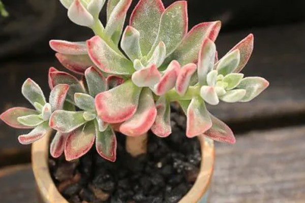 锦晃星怎么修剪，在生长期给其修剪