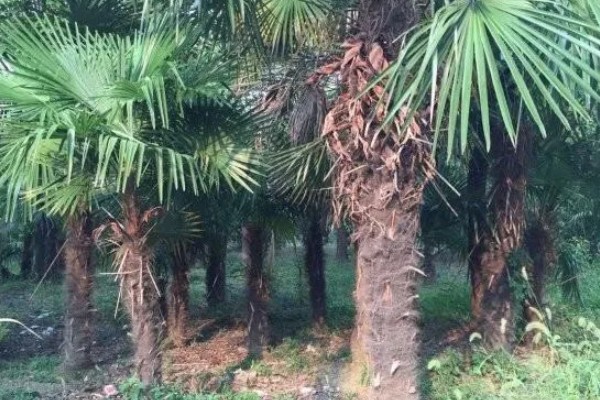 棕树的寓意，寓意生机勃勃、刚正正直等