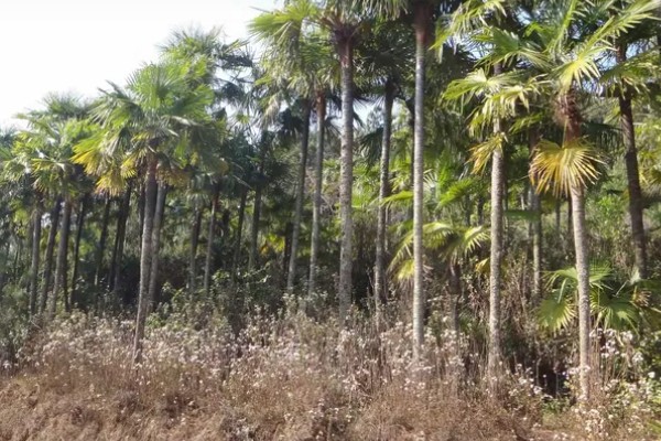 棕树的寓意，寓意生机勃勃、刚正正直等