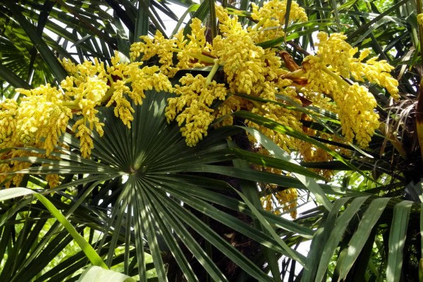 棕树的寓意，寓意生机勃勃、刚正正直等