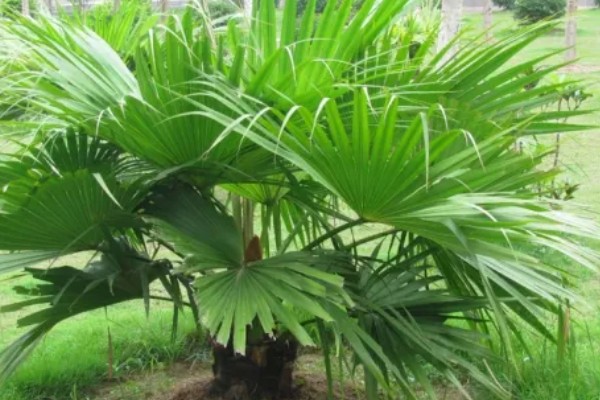 棕树的寓意，寓意生机勃勃、刚正正直等