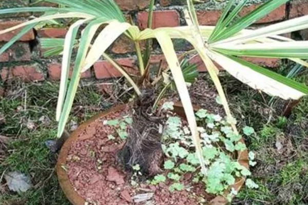 棕树的寓意，寓意生机勃勃、刚正正直等