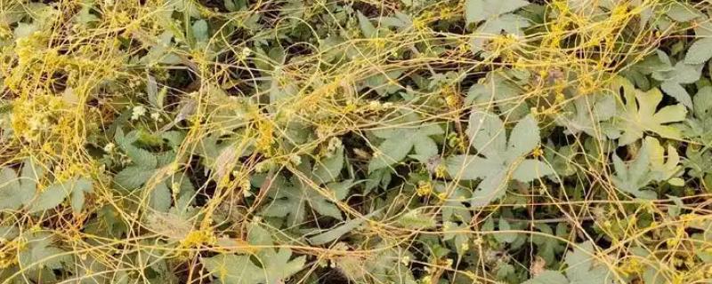 菟丝子怎么种植，出苗后要进行一次中耕除草