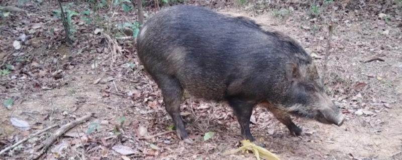 野猪有哪些生活习性，野猪喜欢过群居生活