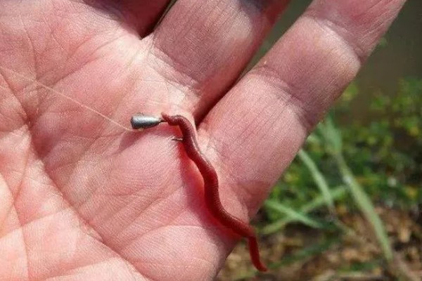 海竿的使用方法，串钩线组是海竿常用的线组