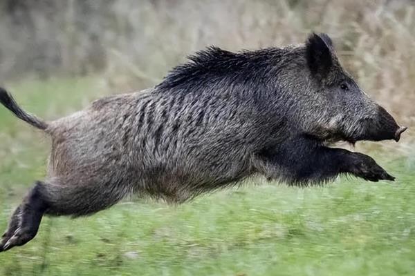 野猪有哪些生活习性，野猪喜欢过群居生活