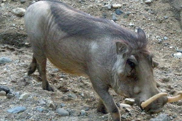 野猪有哪些生活习性，野猪喜欢过群居生活