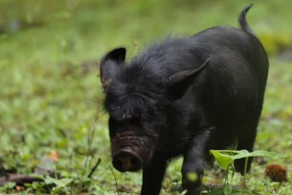 野猪有哪些生活习性，野猪喜欢过群居生活