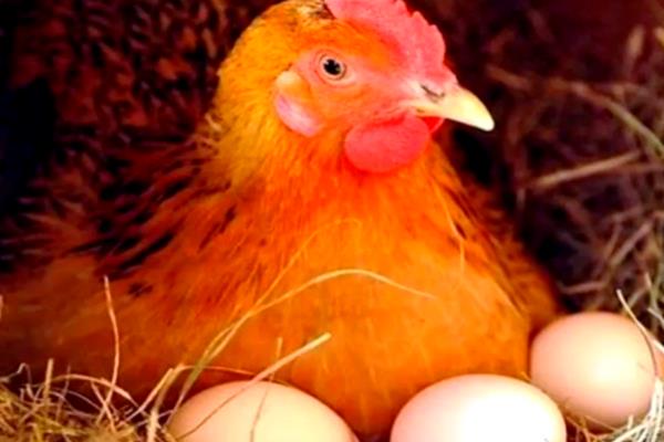小鸡下蛋前的征兆，会不断低叫