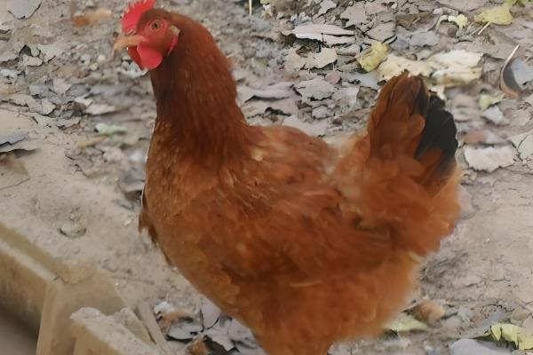 小鸡下蛋前的征兆，会不断低叫