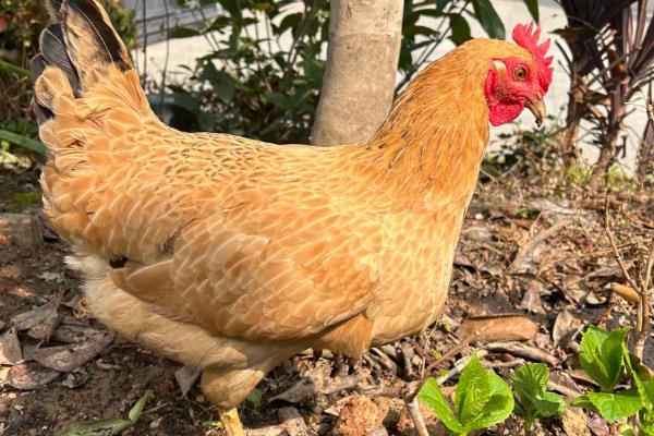 小鸡下蛋前的征兆，会不断低叫