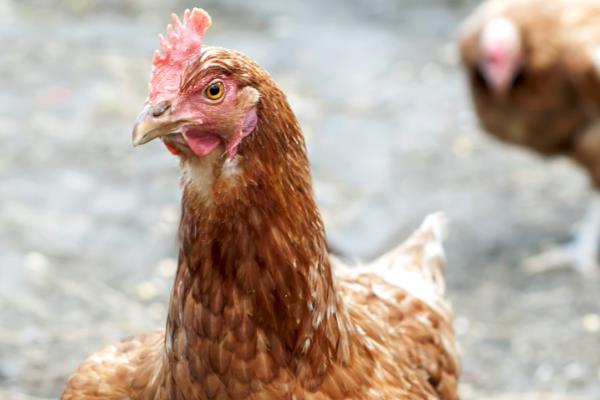 小鸡下蛋前的征兆，会不断低叫