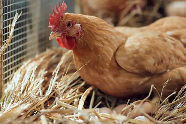 小鸡下蛋前的征兆，会不断低叫