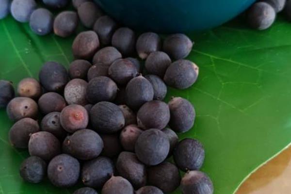 荷花种子能不能播入土壤中，在水中才能快速生根发芽