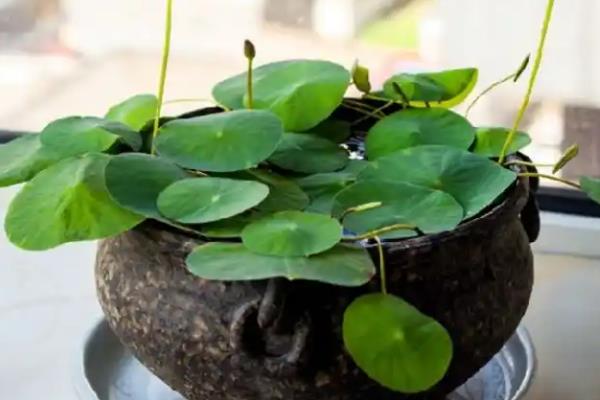 荷花种子能不能播入土壤中，在水中才能快速生根发芽