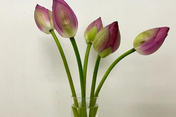 荷花种子能不能播入土壤中，在水中才能快速生根发芽