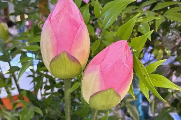 荷花种子能不能播入土壤中，在水中才能快速生根发芽