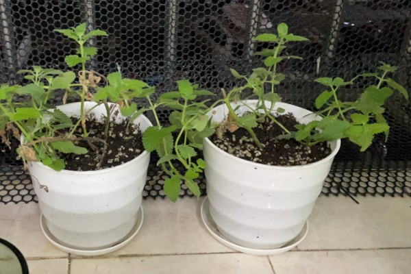 猫薄荷是什么植物，属多年生直立草本植物