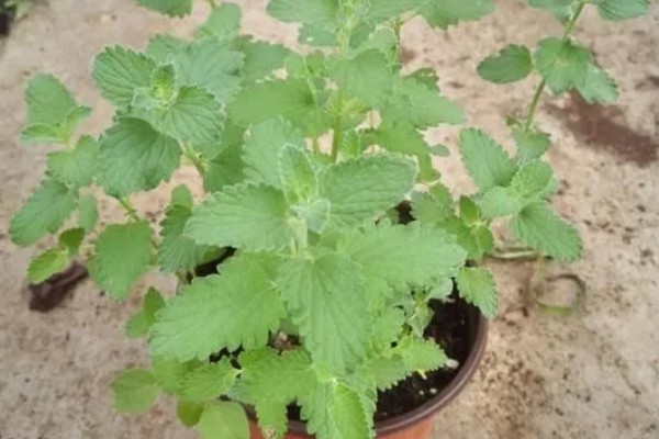 猫薄荷是什么植物，属多年生直立草本植物