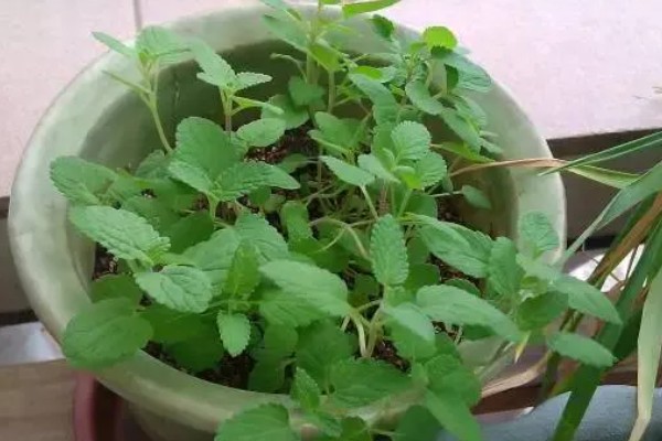 猫薄荷是什么植物，属多年生直立草本植物