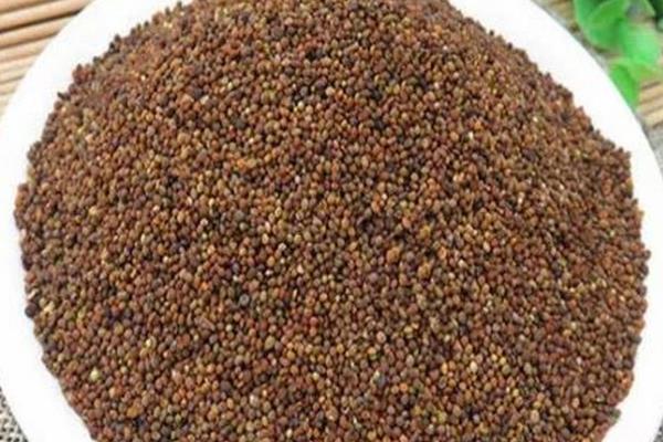 菟丝子怎么种植，出苗后要进行一次中耕除草