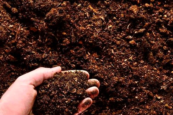 菟丝子怎么种植，出苗后要进行一次中耕除草