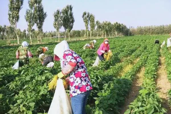 菟丝子怎么种植，出苗后要进行一次中耕除草