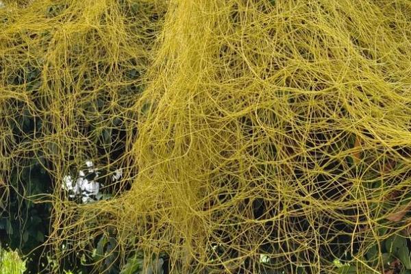 菟丝子怎么种植，出苗后要进行一次中耕除草