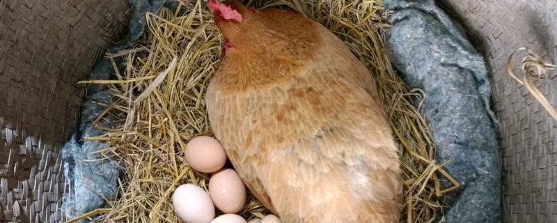 小鸡下蛋前的征兆，会不断低叫