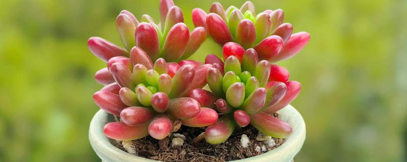 露养多肉下雨要不要搬到屋里，要搬到屋里