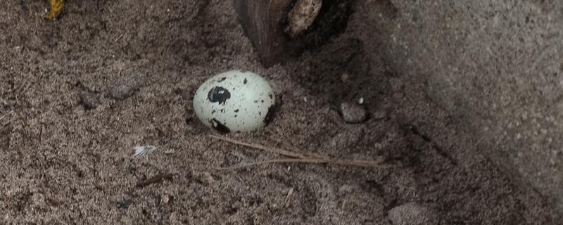 鹌鹑每天的产蛋量，一般可以产1-2枚左右