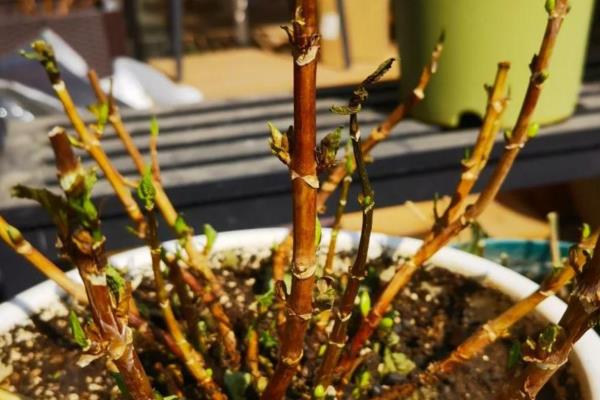 绣球过冬的管理方法，喜欢在温暖湿润的环境中生长