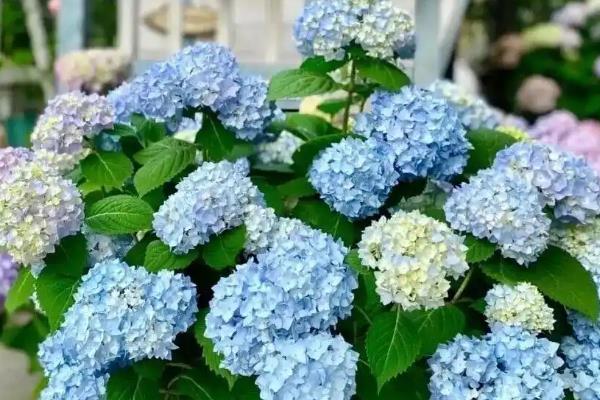 绣球过冬的管理方法，喜欢在温暖湿润的环境中生长