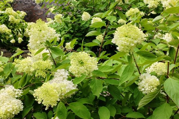 绣球过冬的管理方法，喜欢在温暖湿润的环境中生长