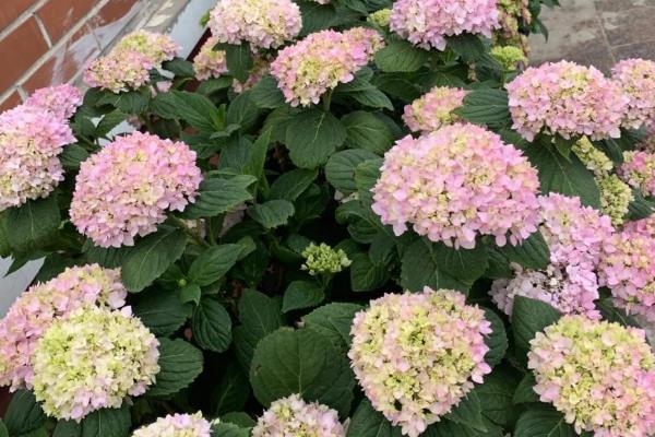 绣球过冬的管理方法，喜欢在温暖湿润的环境中生长