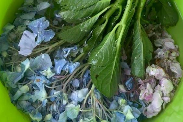 绣球过冬的管理方法，喜欢在温暖湿润的环境中生长