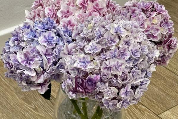 绣球过冬的管理方法，喜欢在温暖湿润的环境中生长