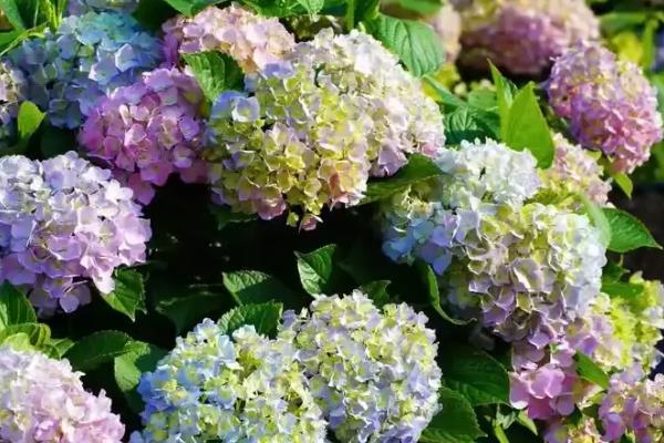 绣球过冬的管理方法，喜欢在温暖湿润的环境中生长