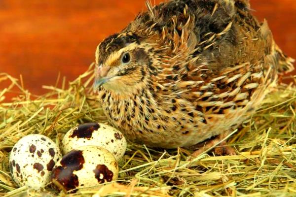 鹌鹑每天的产蛋量,一般可以产1-2枚左右