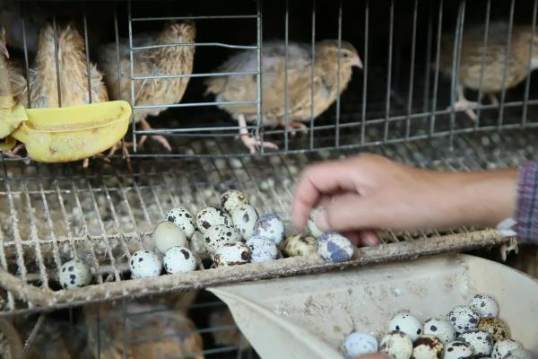 鹌鹑每天的产蛋量,一般可以产1-2枚左右