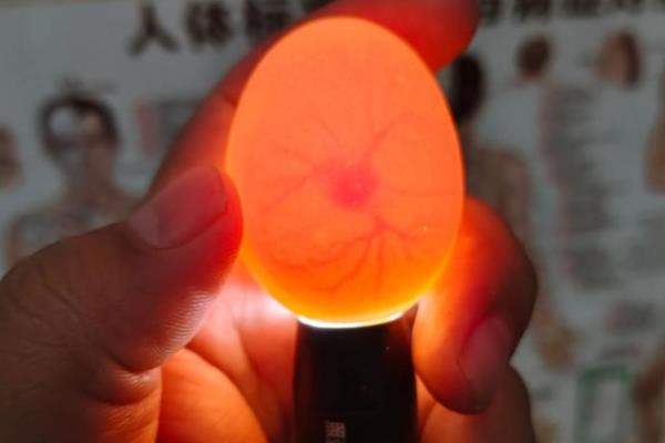 鹌鹑每天的产蛋量,一般可以产1-2枚左右