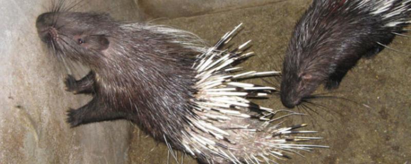 怎么防治豪猪肠炎，大肠杆菌引发的肠炎可注射庆大霉素