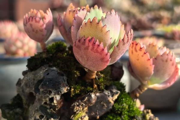 露养多肉下雨要不要搬到屋里，要搬到屋里