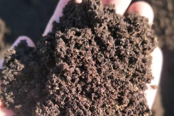 露养多肉下雨要不要搬到屋里，要搬到屋里